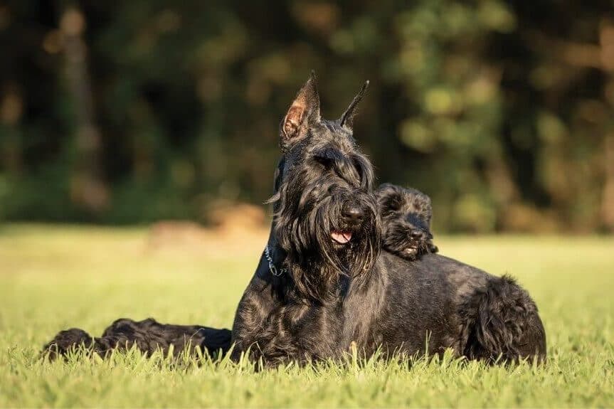 Giant Schnauzer