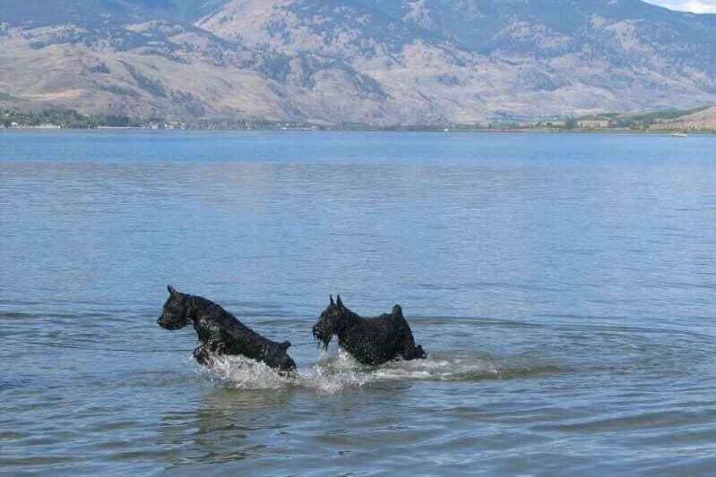 Giant Schnauzer