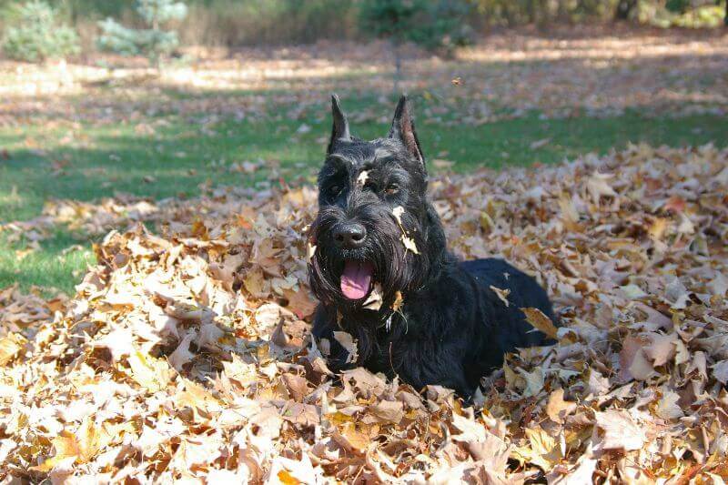 Giant Schnauzer
