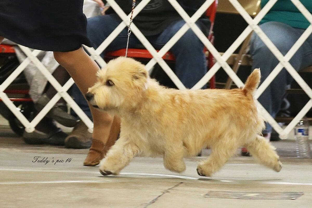 Glen of Imaal Terrier