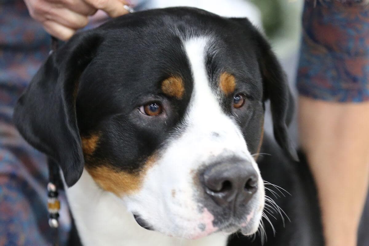 Greater Swiss Mountain Dog
