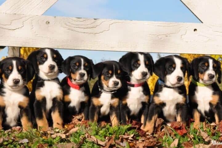 Greater Swiss Mountain Dog