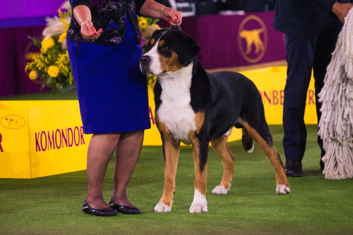 Greater Swiss Mountain Dog