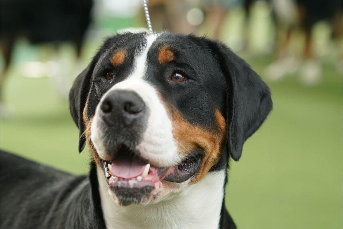 Greater Swiss Mountain Dog