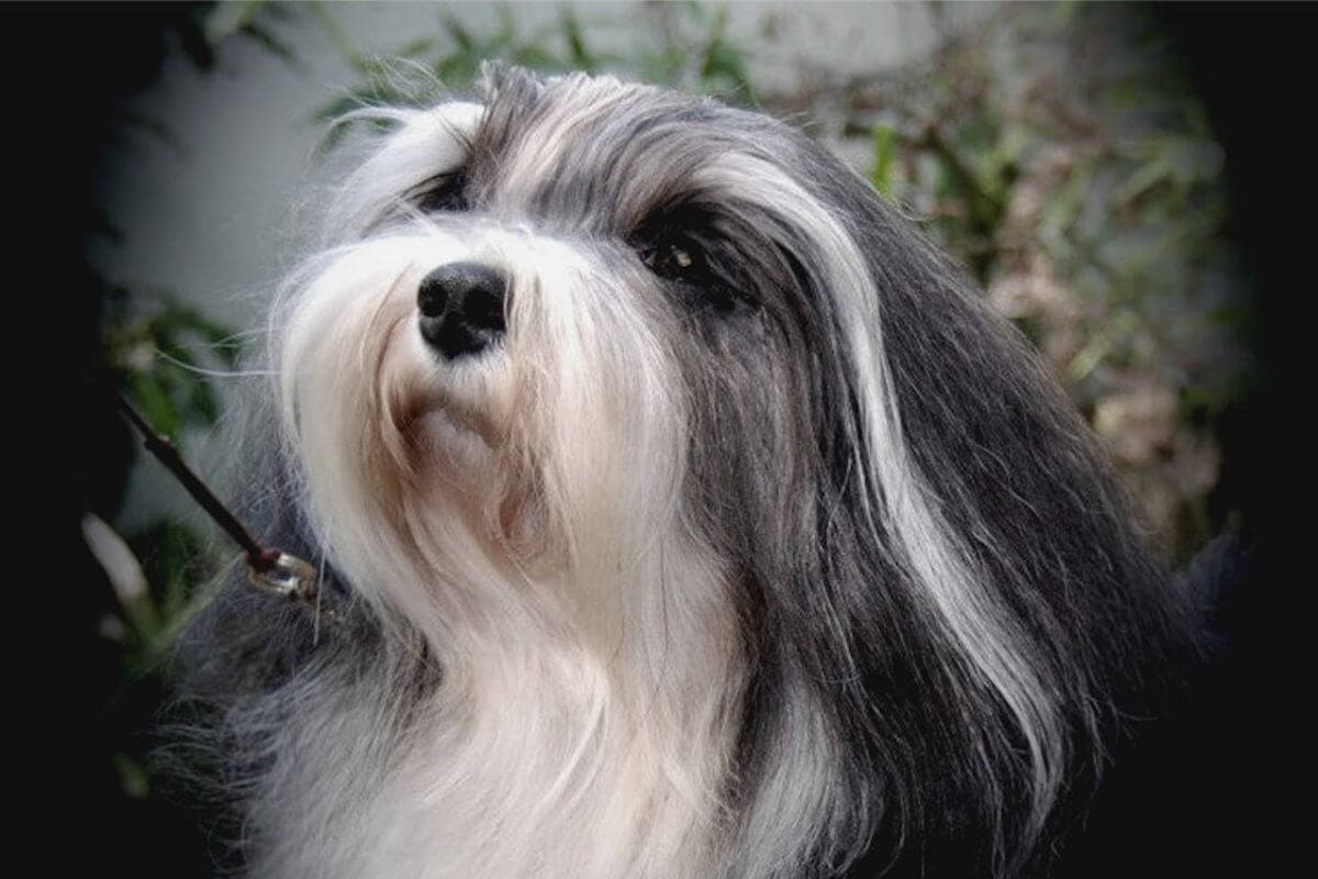 Havanese