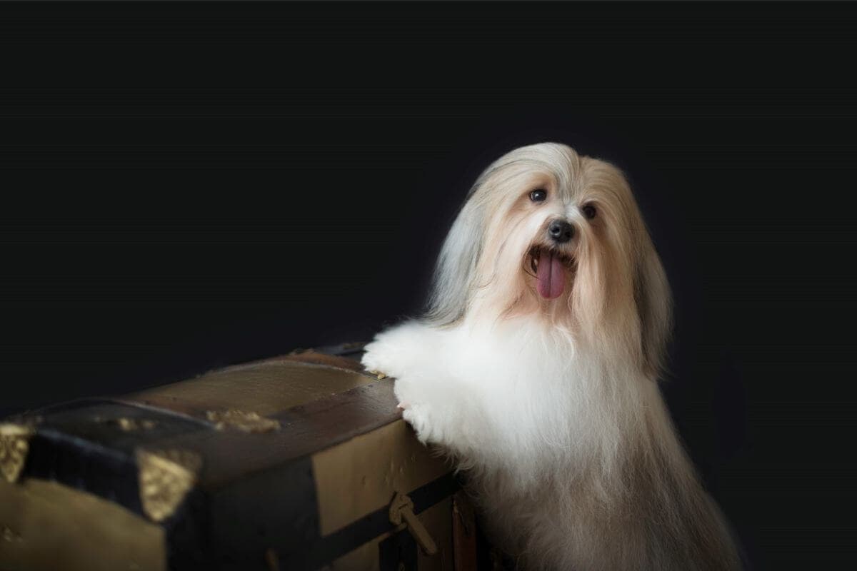 Havanese