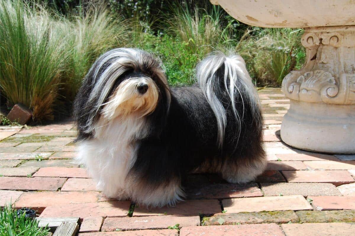 Havanese