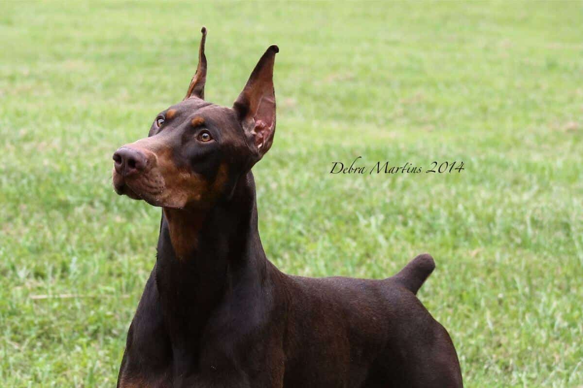 Doberman Pinscher