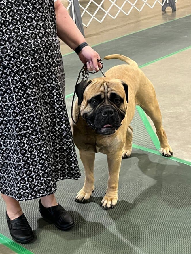 80th Annual Red Rose Classic All Breed Dog Shows and Rally Trials