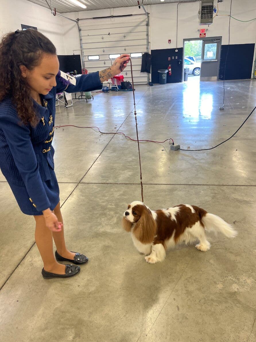 80th Annual Red Rose Classic All Breed Dog Shows and Rally Trials