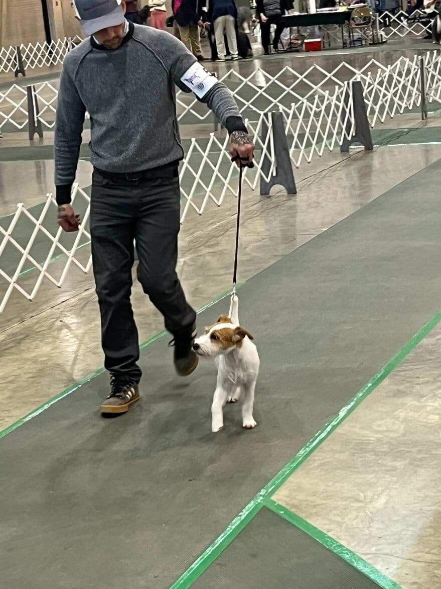 80th Annual Red Rose Classic All Breed Dog Shows and Rally Trials