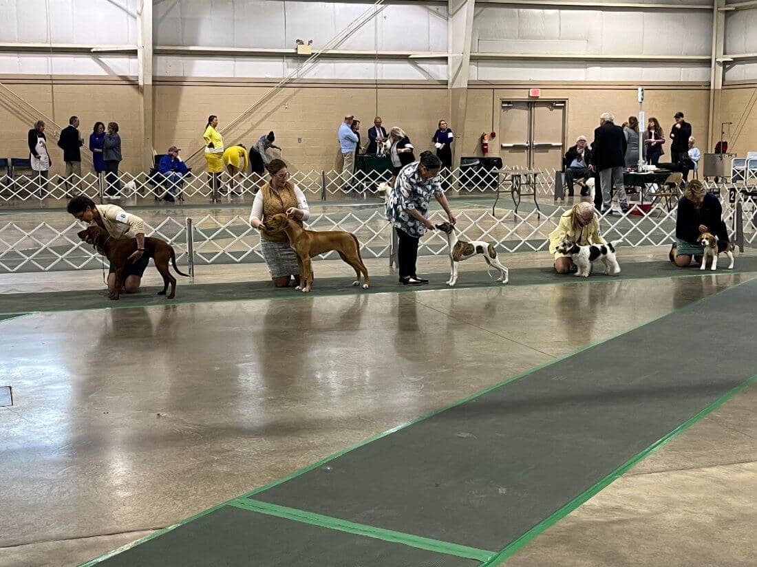 80th Annual Red Rose Classic All Breed Dog Shows and Rally Trials