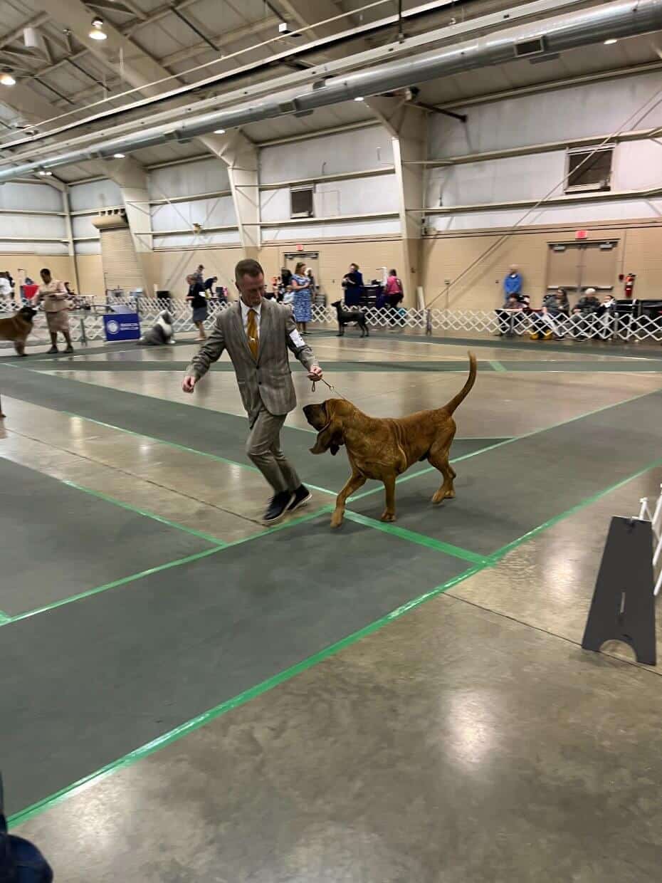 80th Annual Red Rose Classic All Breed Dog Shows and Rally Trials