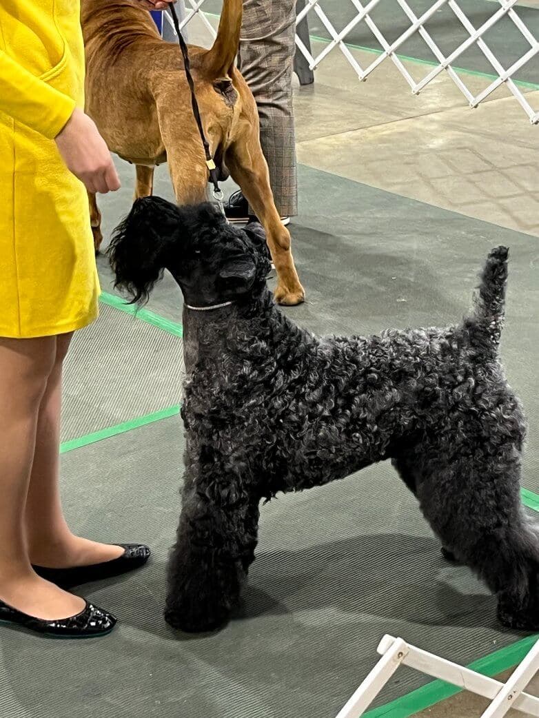 80th Annual Red Rose Classic All Breed Dog Shows and Rally Trials