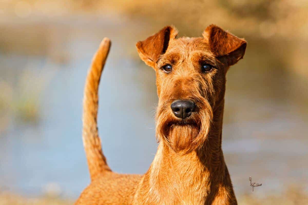 Irish Terrier