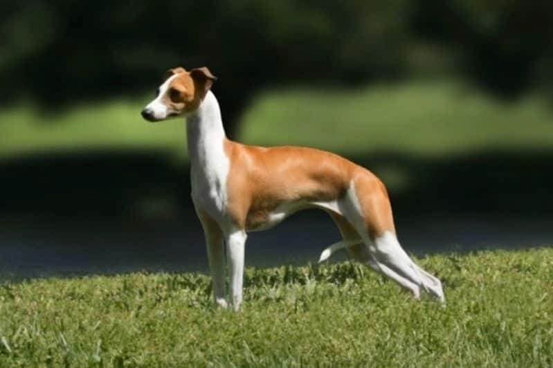 Italian Greyhound