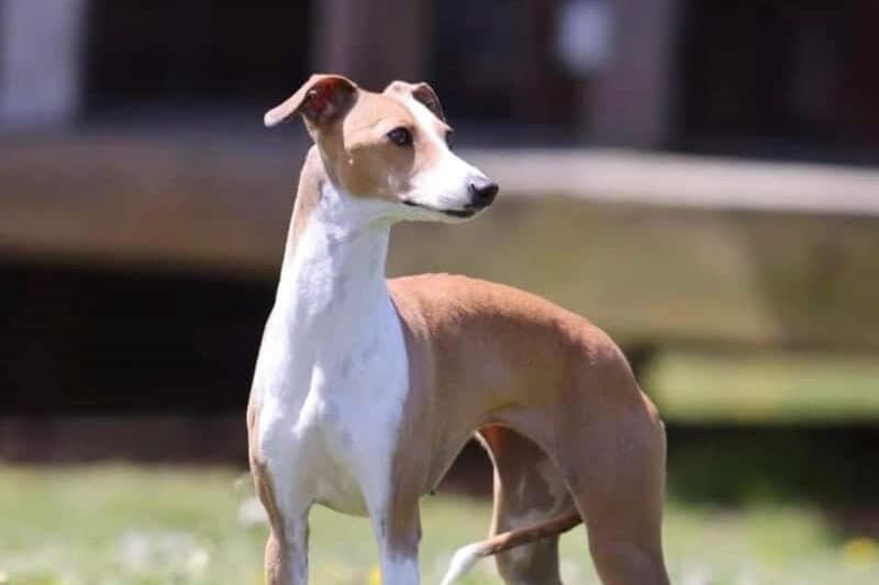 Italian Greyhound