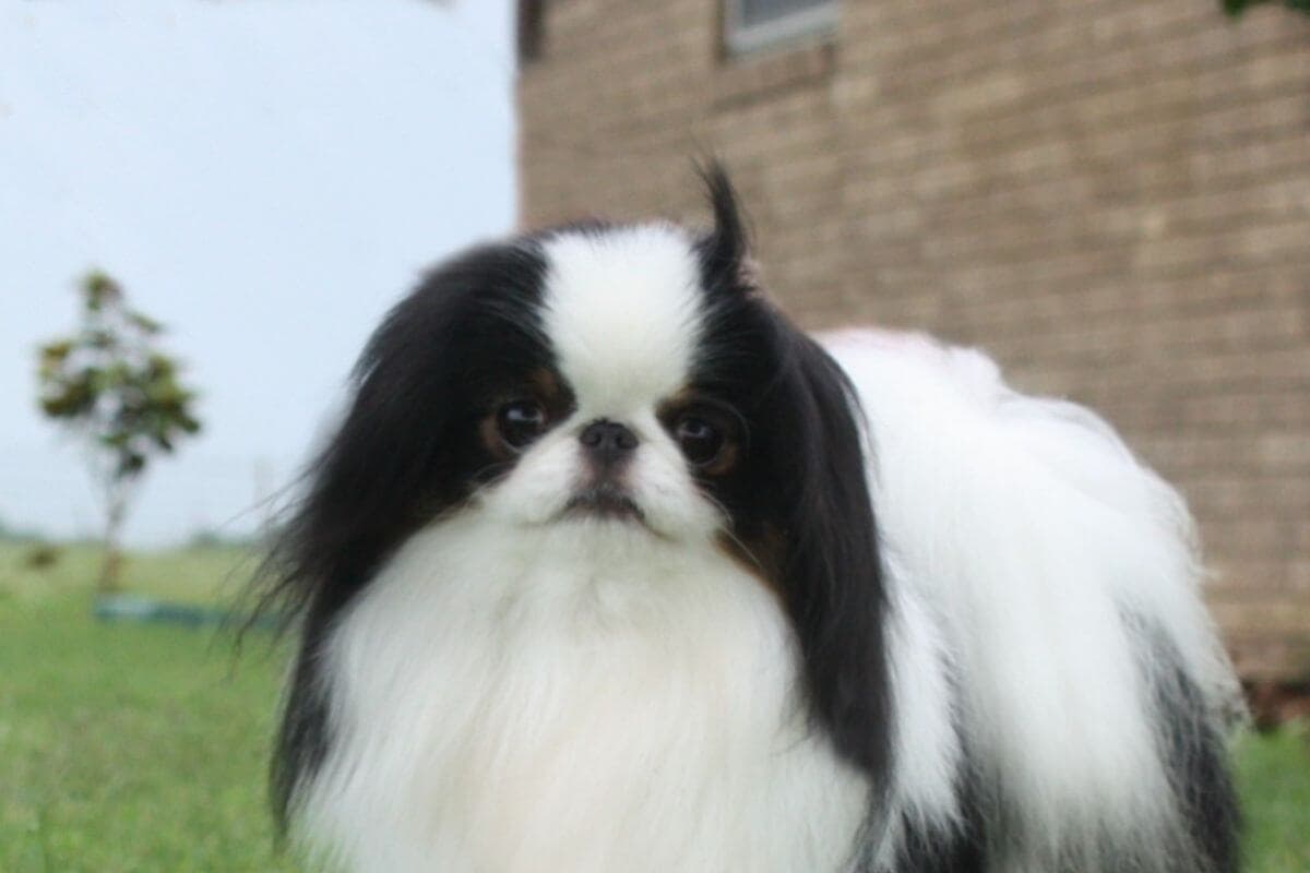 Japanese Chin