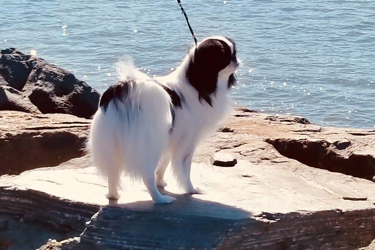 Japanese Chin