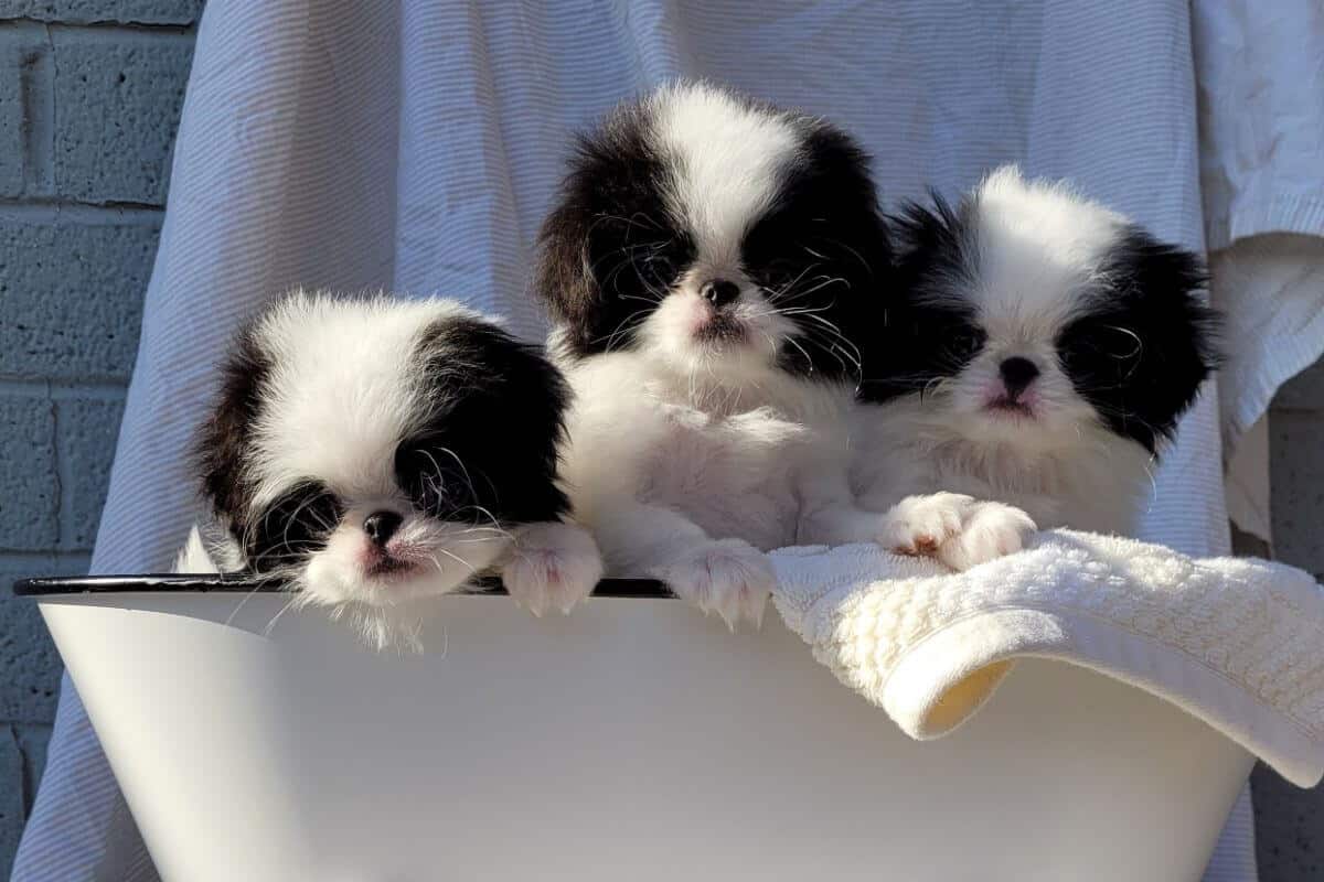 Japanese Chin