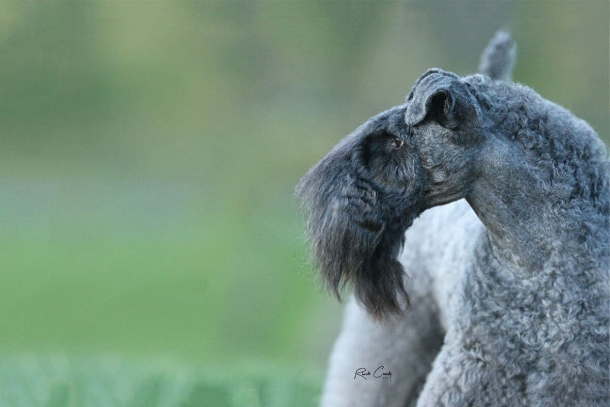 Kerry Blue Terrier