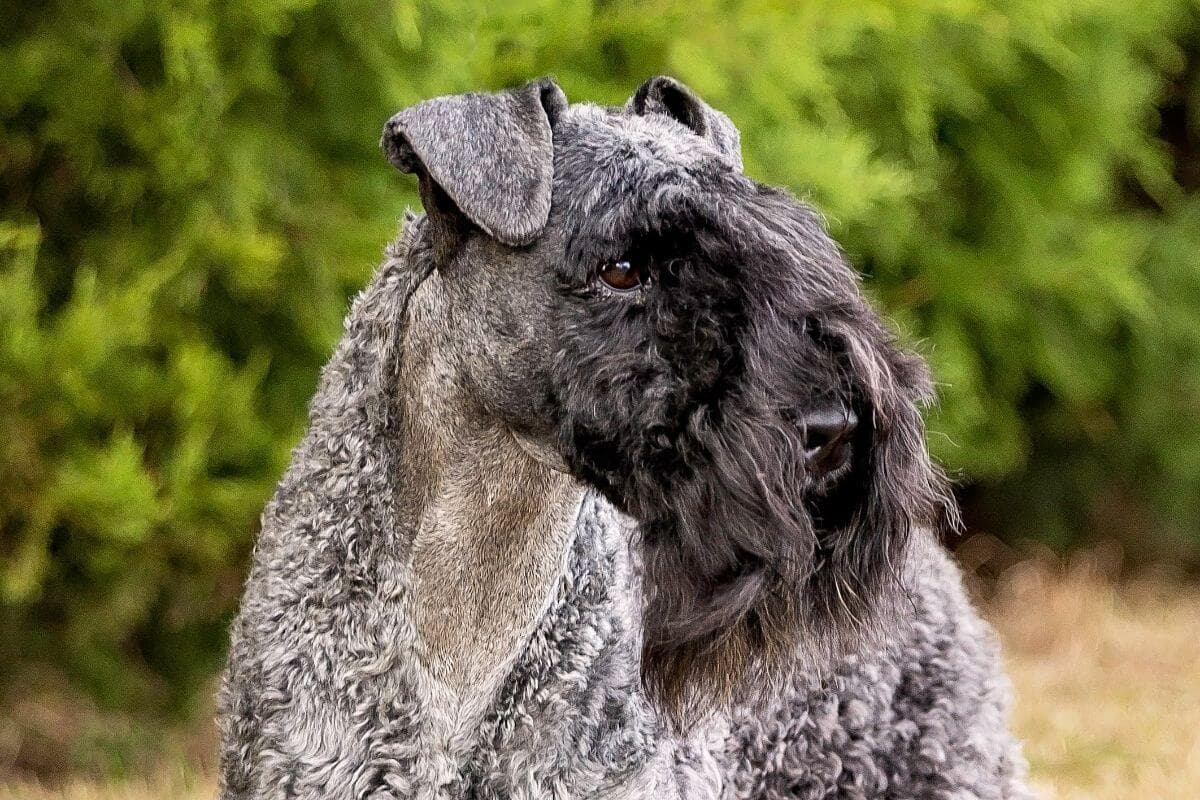 Kerry Blue Terrier