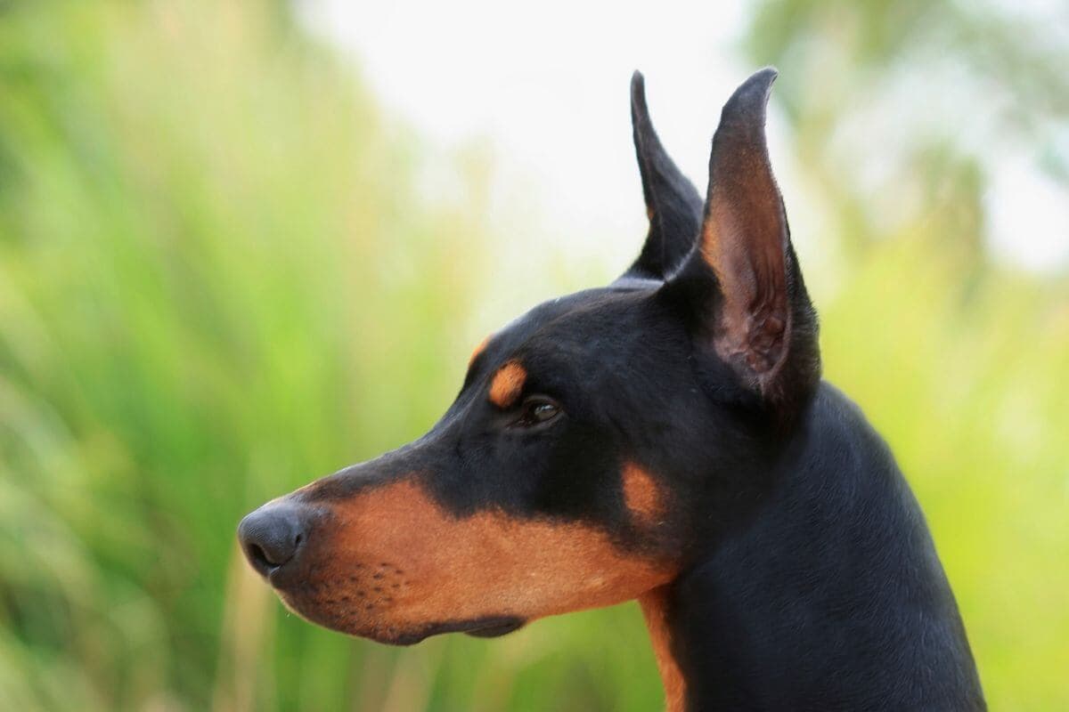 Doberman Pinscher