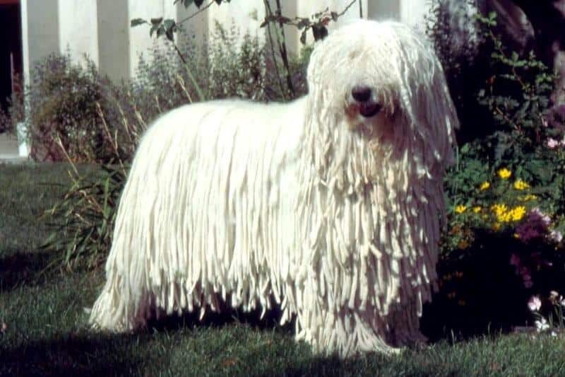 Komondor