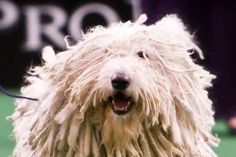 Komondor