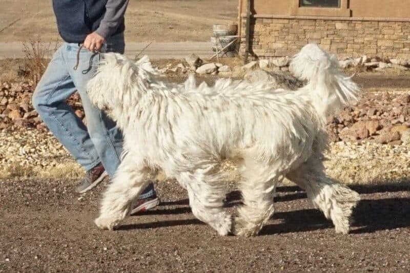 Komondor