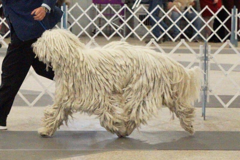 Komondor