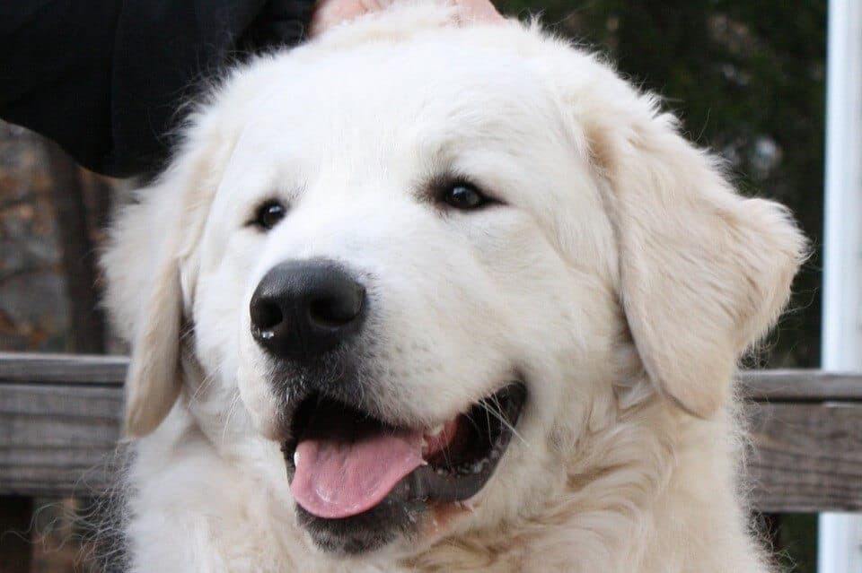 Kuvasz