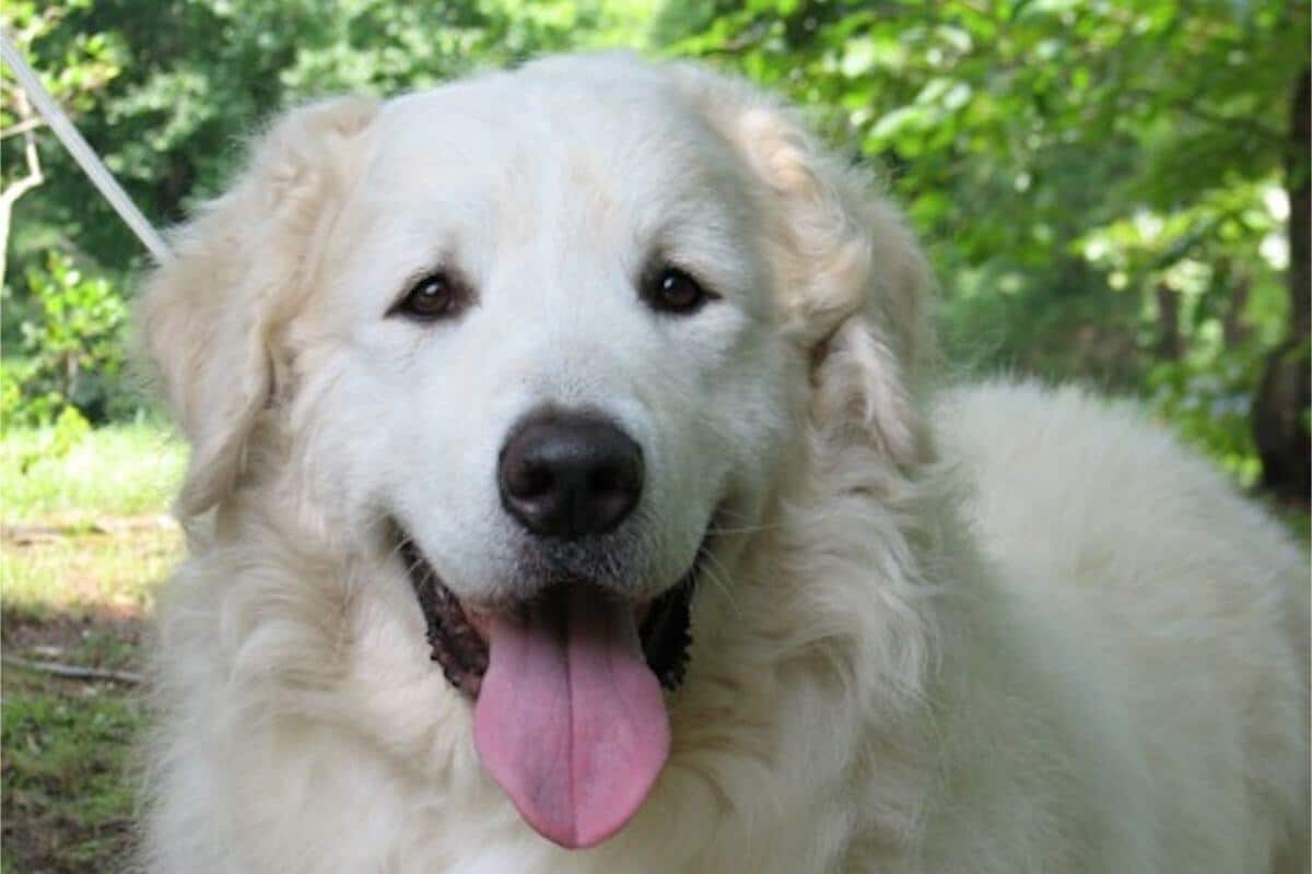 Kuvasz