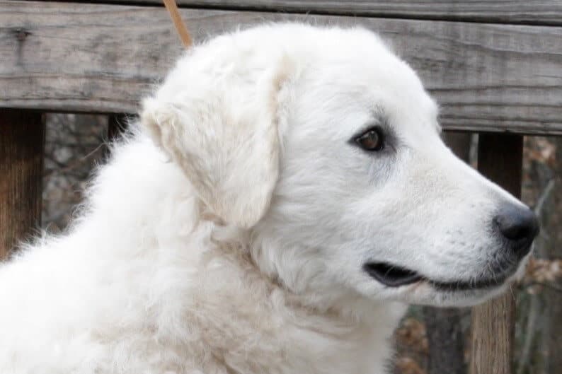 Kuvasz