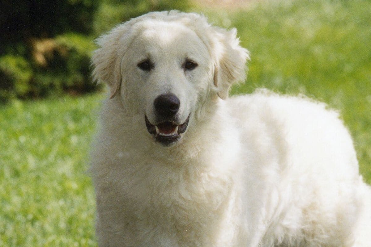 Kuvasz