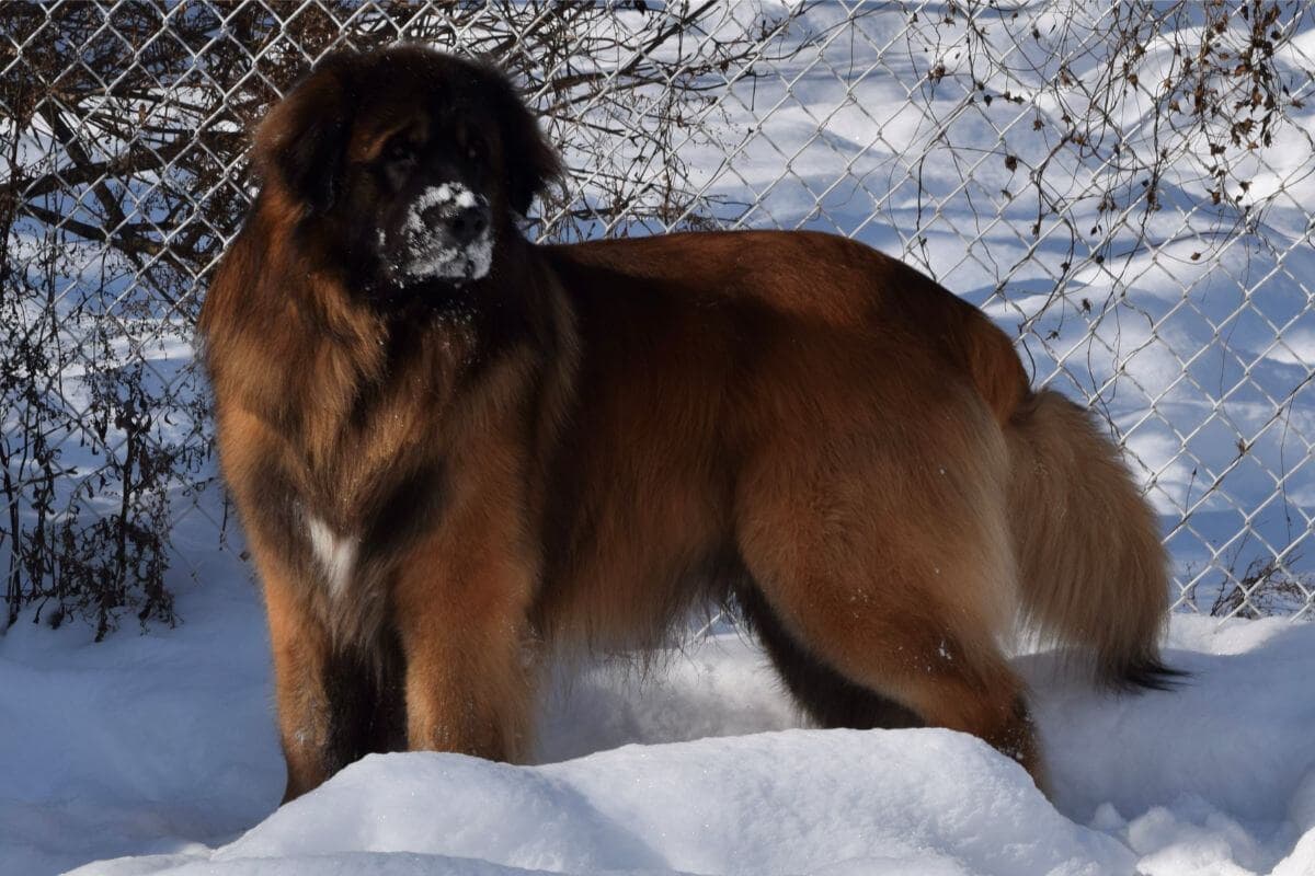 Leonberger