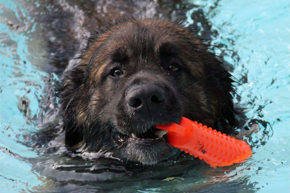 Leonberger