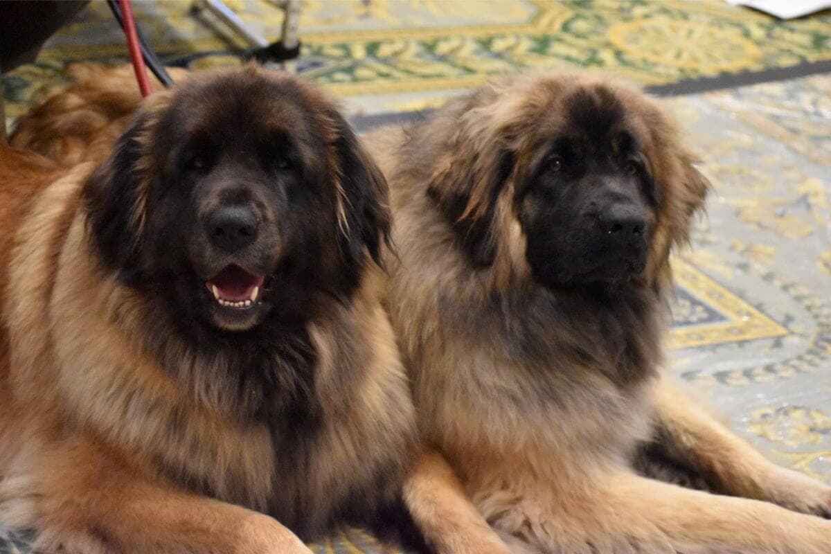 Leonberger
