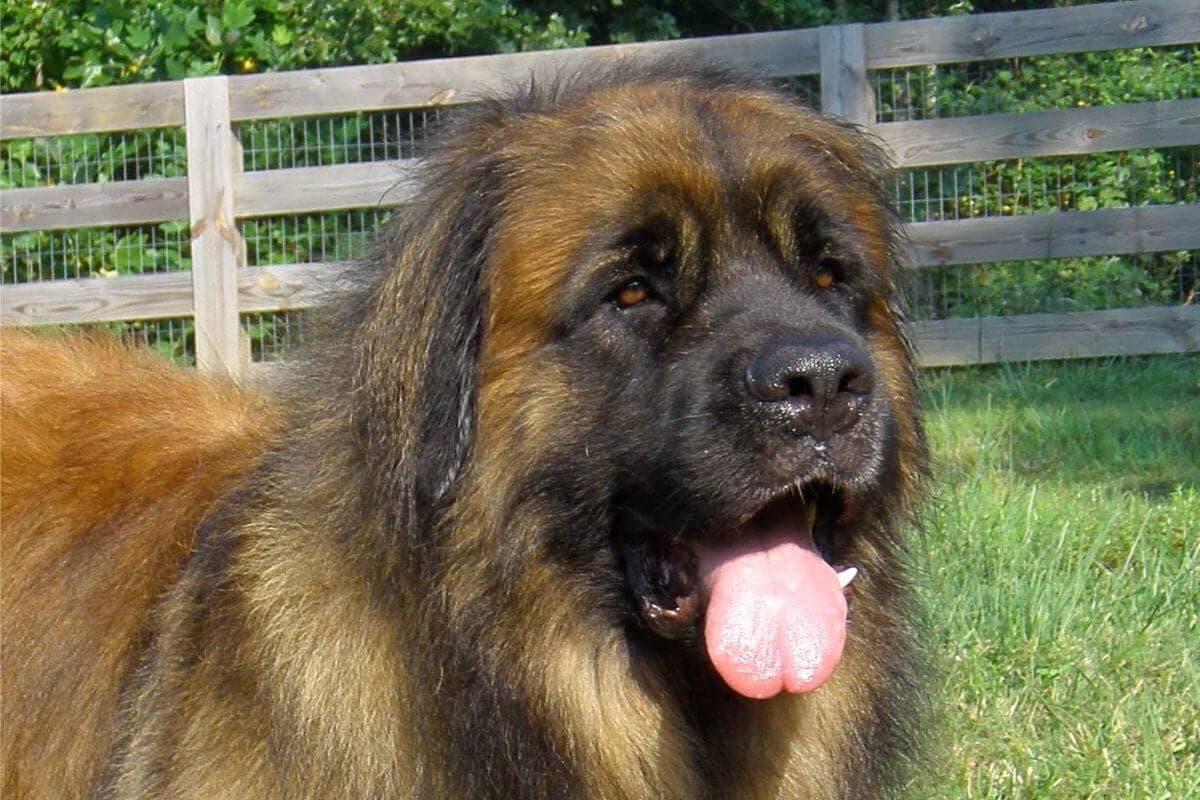 Leonberger
