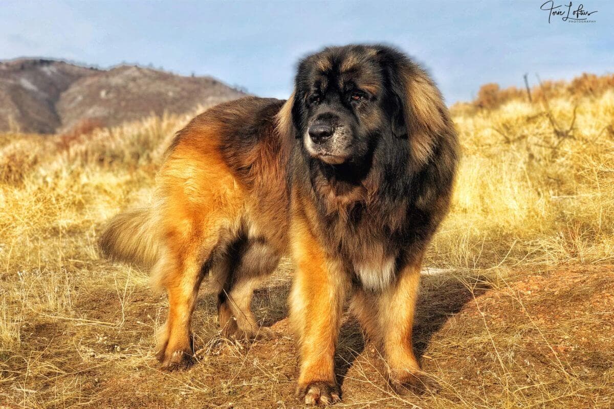 Leonberger