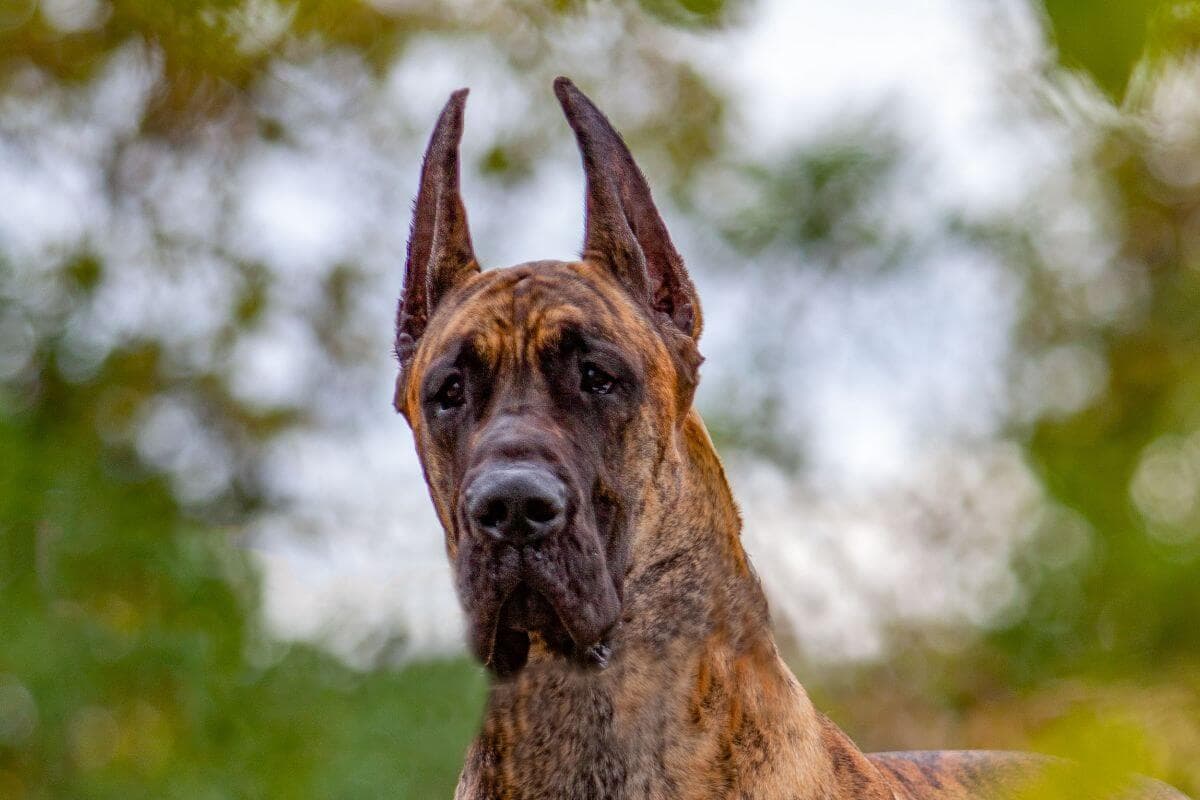 Great Dane