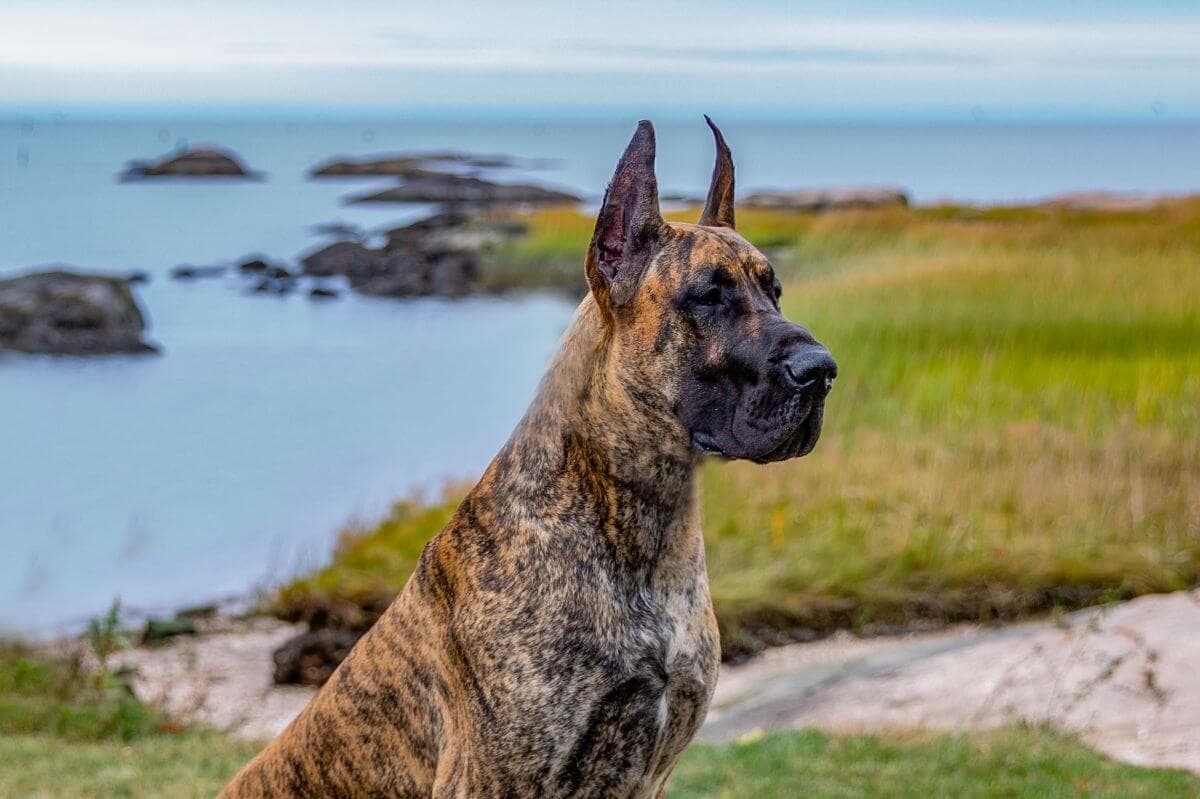 Great Dane