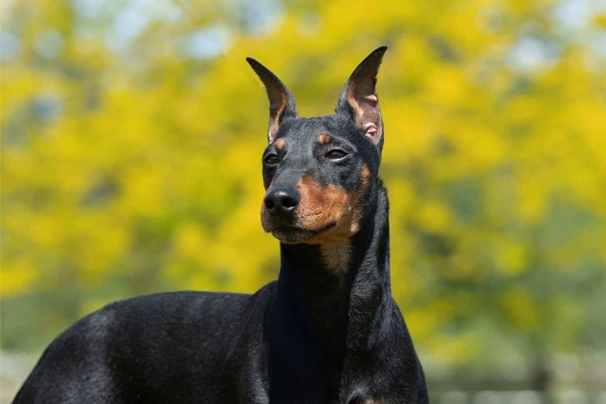 Manchester Terrier