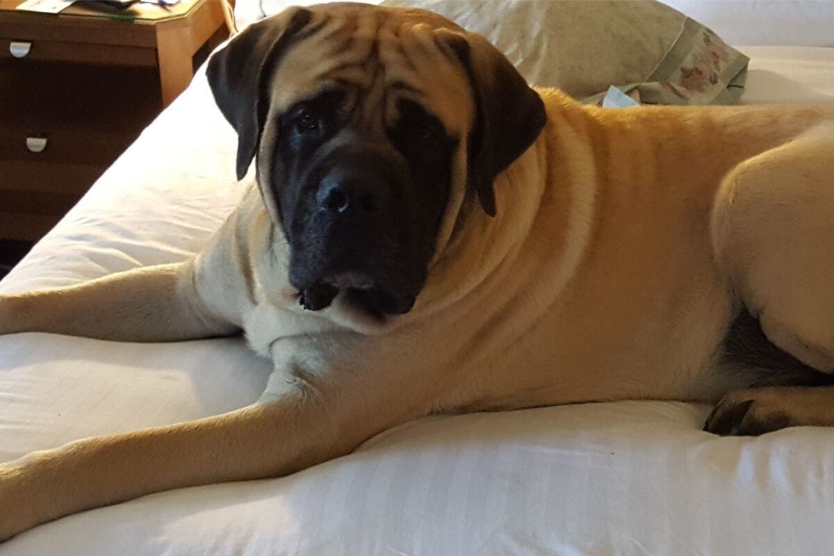 Mastiff