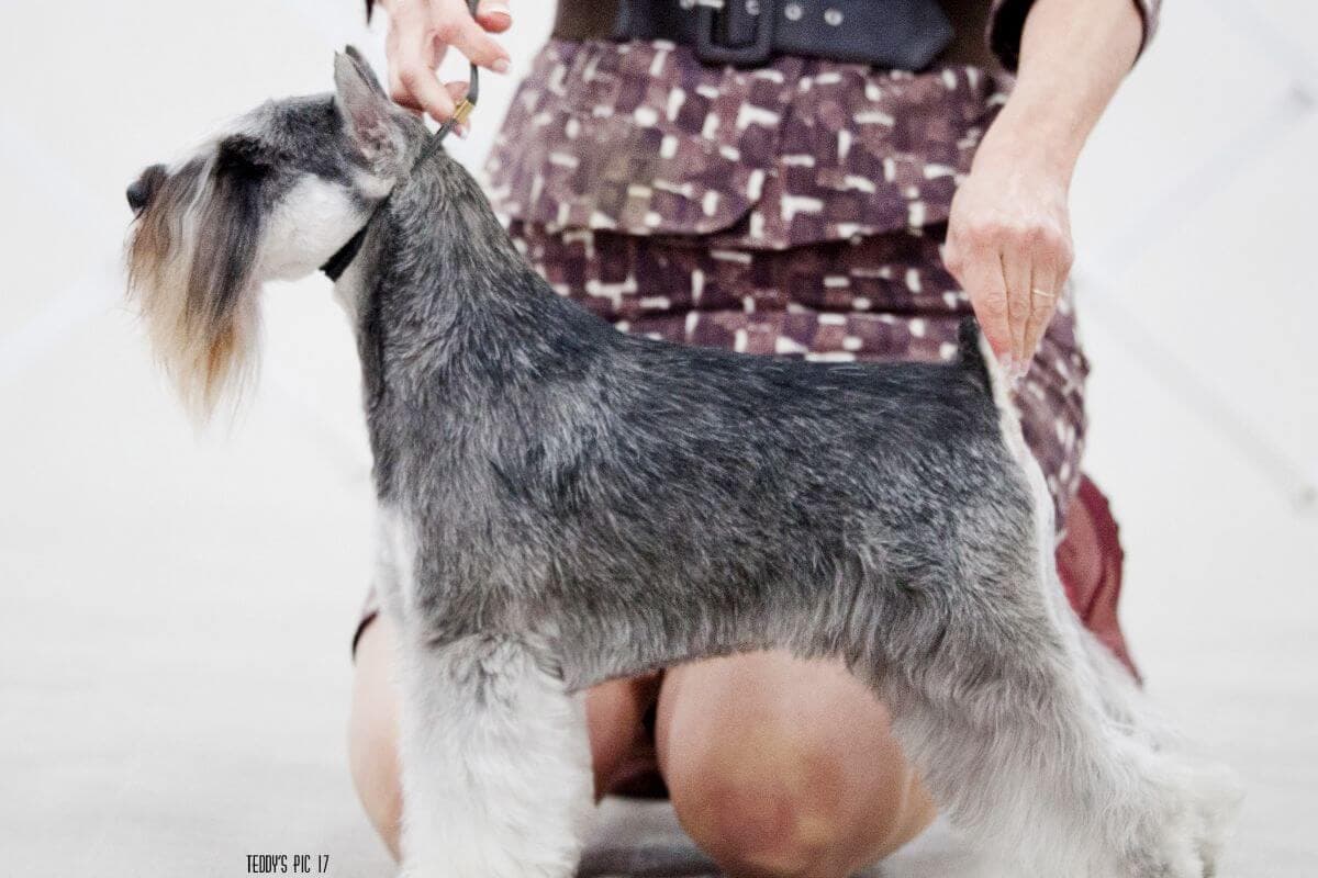 Miniature Schnauzer