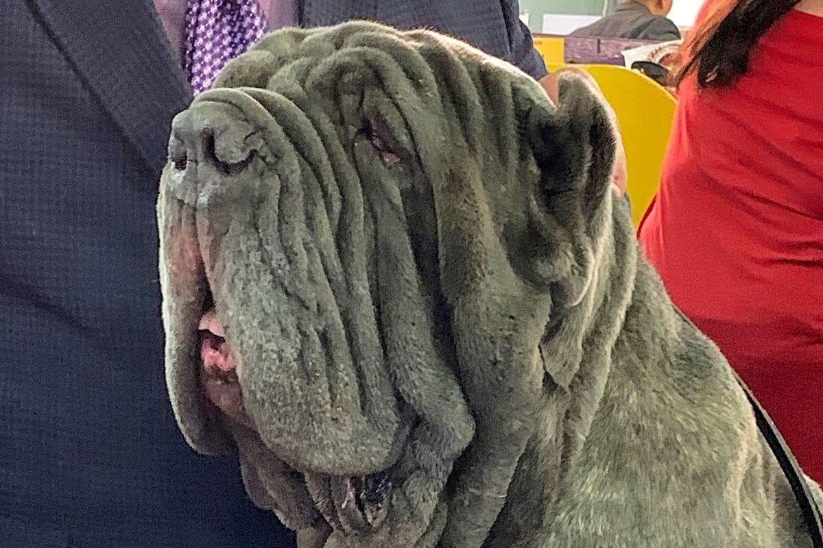 Neapolitan Mastiff