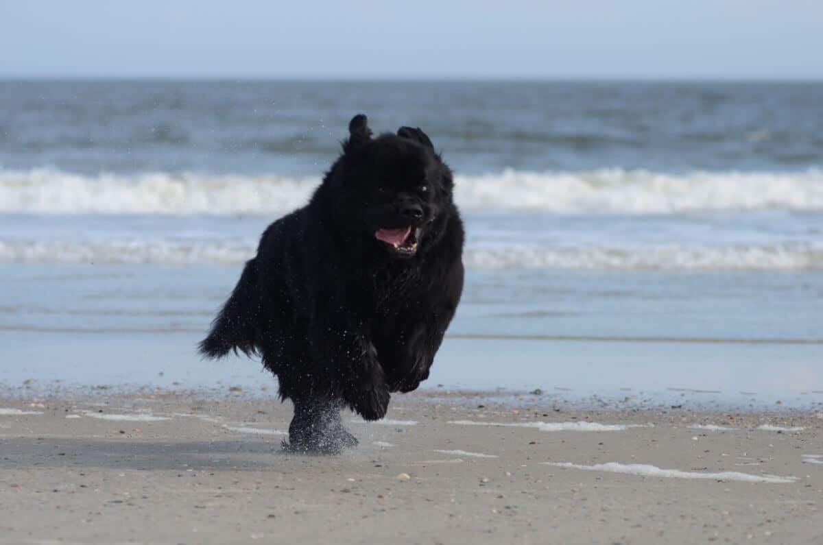 Newfoundland