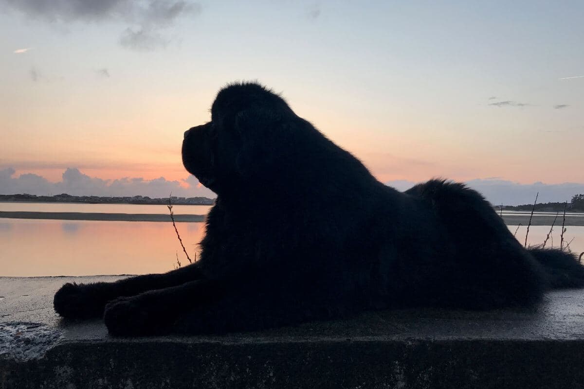 Newfoundland