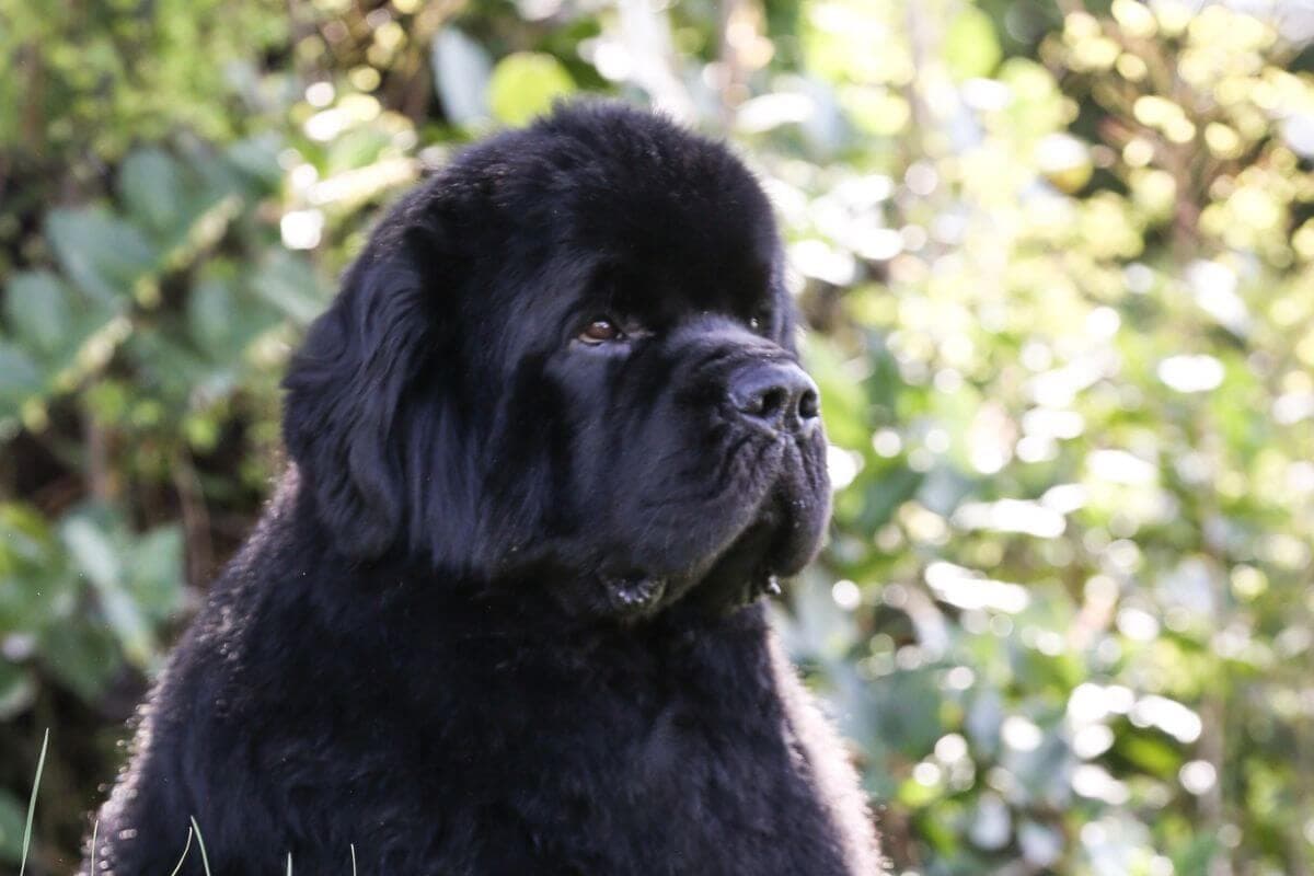 Newfoundland