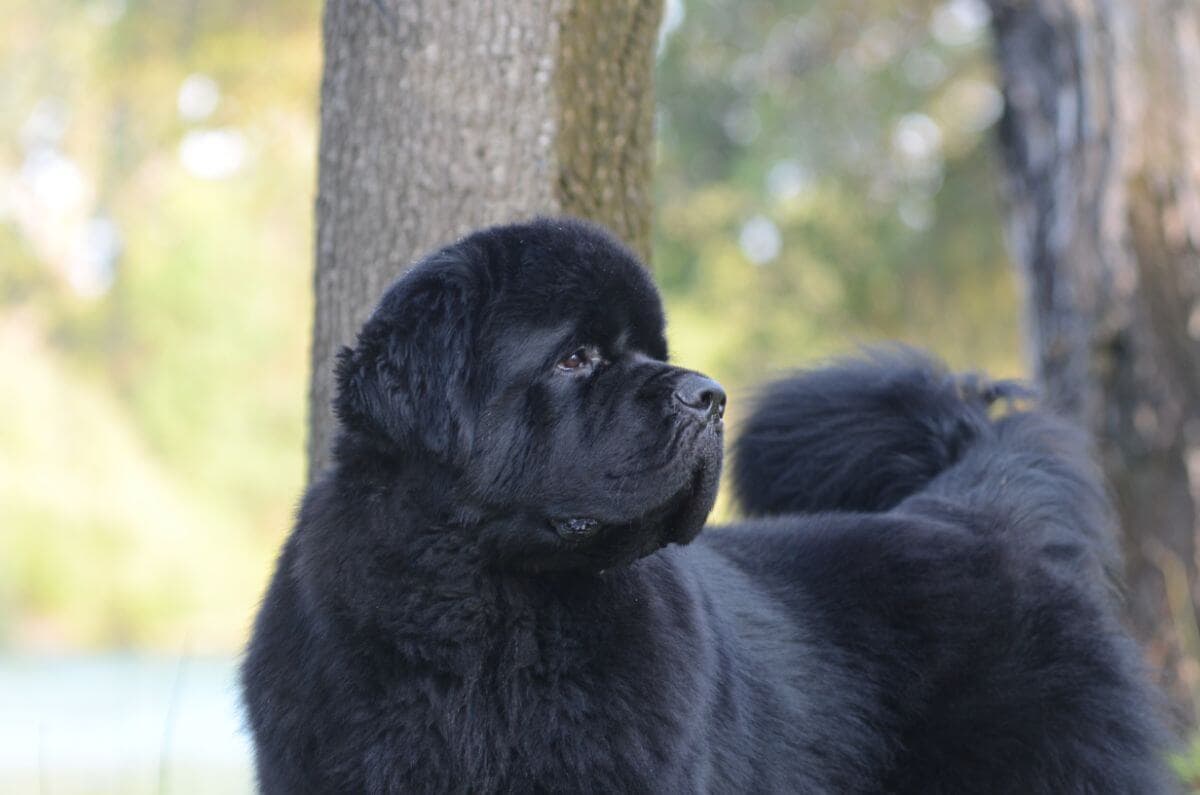 Newfoundland
